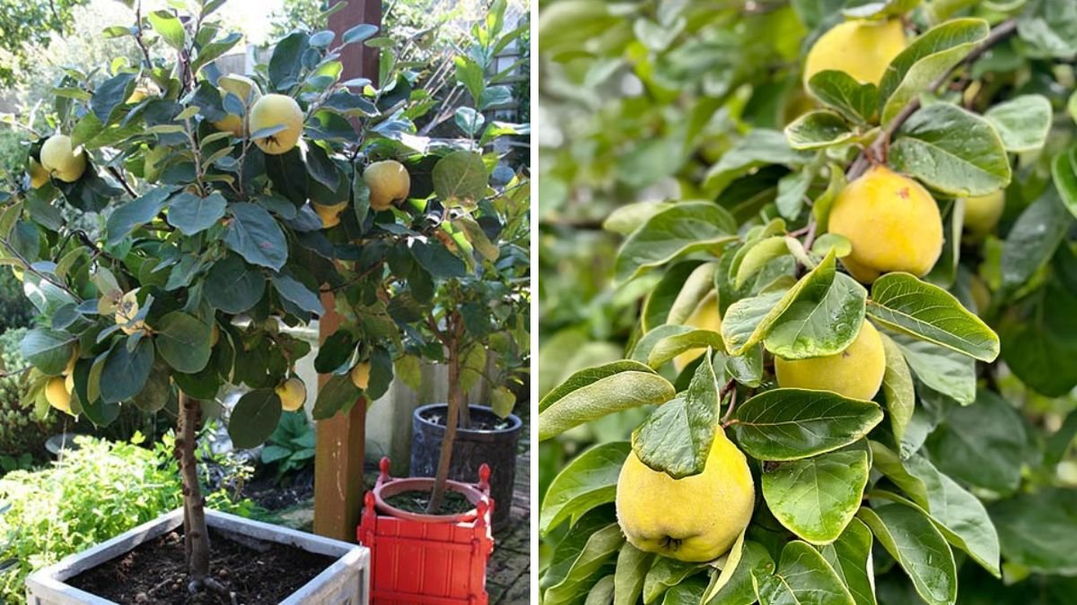 Growing Quince from a Quince – Finding and Planting Seedlings from Fallen Fruit