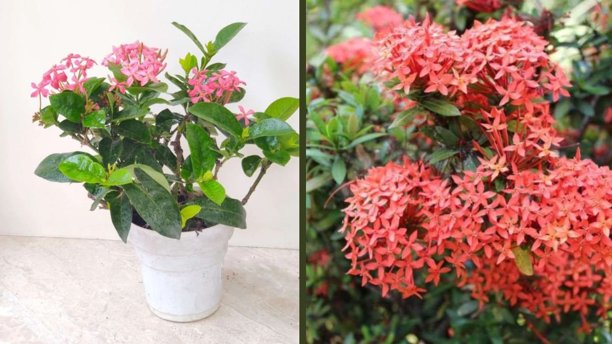 How to Grow Ixora From Cuttings: Complete Ixora Propagation Guide for Lush Flowering Plants