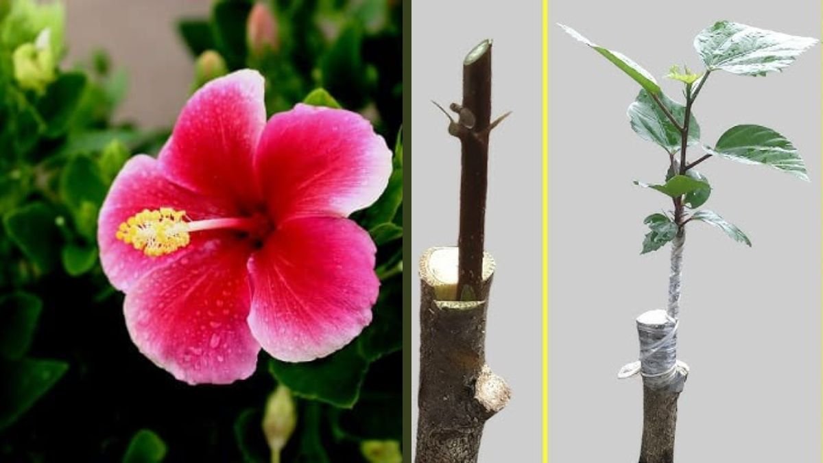 Hibiscus V Grafting Technique | Step-by-Step Method for Fast Growth and Bigger Flowers