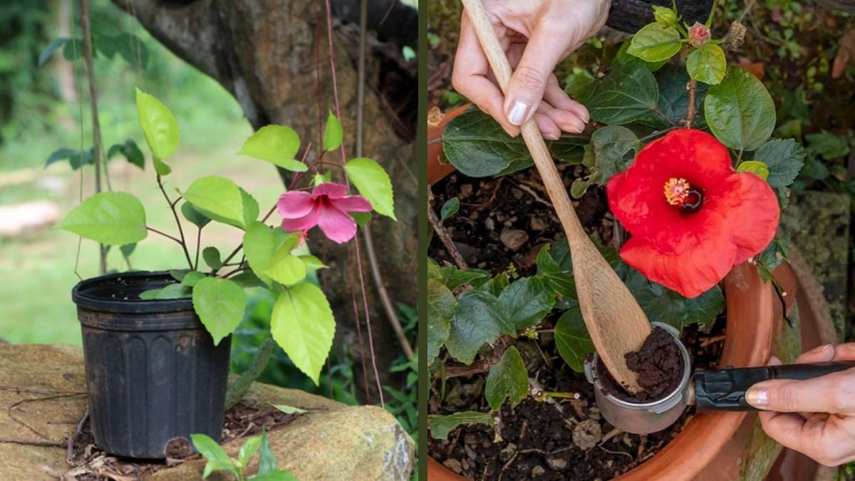 Hibiscus Cutting Propagation: Complete Step-by-Step Guide to Grow Healthy Flowering Plants at Home