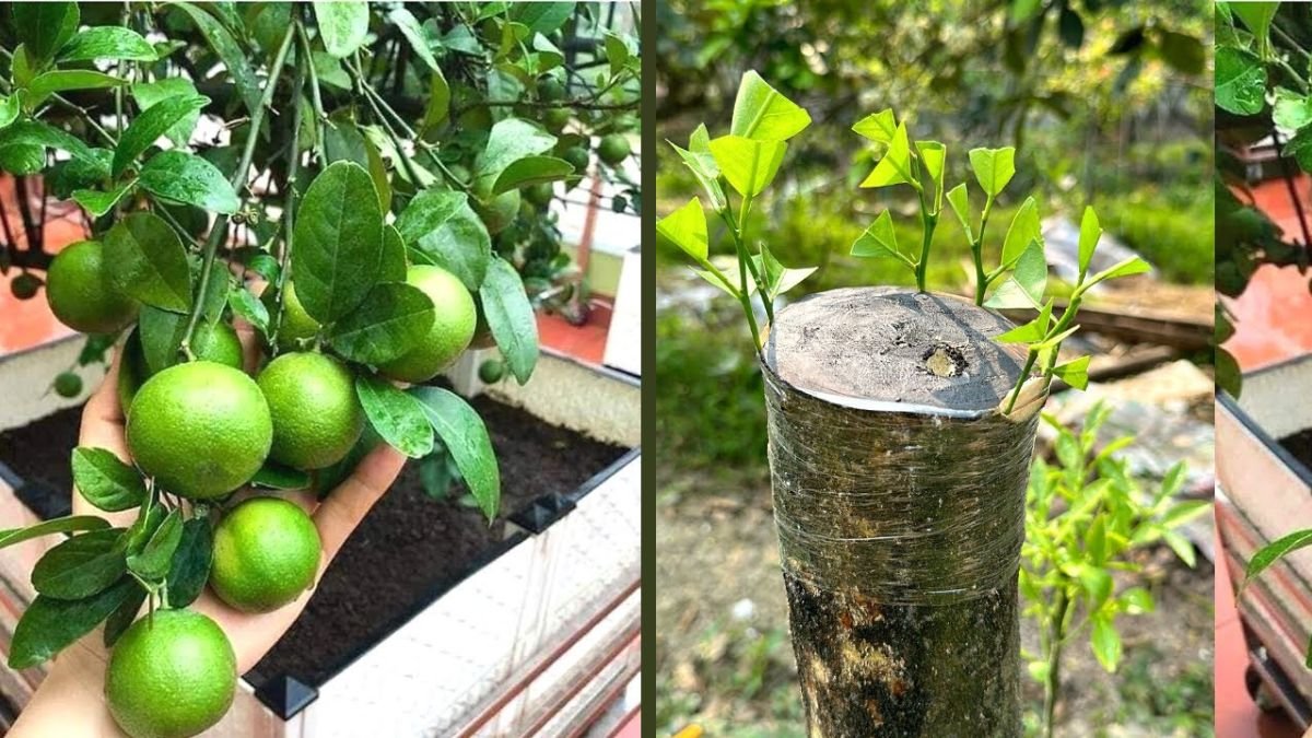 Lemon Grafting Technique: Step-by-Step Guide to Grow High-Yield Lemon Trees Faster