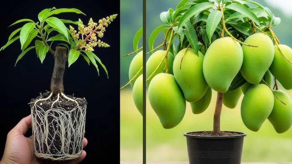 Introduction to Mango Grafting Mango is one of the most loved fruit trees in tropical regions. Growing mango from seed takes many years and does not guarantee fruit quality. Grafting is the best solution for early and quality fruit production. Among various methods, the easiest mango grafting technique is ideal for beginners. It requires basic tools and simple skills. This technique ensures high success rates. Farmers and home gardeners both benefit from it. This article explains the simplest mango grafting method in detail. Why Grafting Is Important for Mango Plants Grafting helps preserve the original fruit variety. It shortens the time required for fruiting. Seed-grown mango trees may produce inferior fruits. Grafted plants give uniform yield. Disease resistance is improved through strong rootstock. Commercial mango cultivation depends on grafting. It ensures predictable growth and harvest. This is why grafting is widely recommended. Understanding the Easiest Mango Grafting Technique The easiest mango grafting technique is softwood or wedge grafting. It requires minimal experience. The success rate is high when done correctly. This method allows quick union between scion and rootstock. It can be done at home easily. Tools needed are basic and affordable. The process is simple and fast. Beginners can master it easily. Best Time to Perform Mango Grafting The ideal time for mango grafting is during active growth. Spring and early monsoon seasons are best. Warm temperatures help faster healing. Avoid extreme summer heat. High humidity improves graft success. Early morning grafting is preferred. Seasonal timing plays a major role. Correct timing increases survival rate. Selecting Healthy Rootstock Rootstock should be healthy and disease-free. Seedlings aged six to twelve months work best. Stem thickness should match the scion. Strong rootstock improves graft strength. Avoid weak or stressed plants. Healthy roots ensure better nutrient flow. Proper rootstock selection is crucial. It determines plant longevity. Choosing the Right Scion Wood Scion should be taken from a high-yielding mango tree. Choose mature but healthy branches. Scion should have dormant buds. Avoid flowering shoots. Length should be around ten to fifteen centimeters. Fresh scion gives best results. Scion quality determines fruit quality. Always select disease-free wood. Tools Required for Mango Grafting A sharp knife or grafting blade is essential. Clean tools prevent infection. Plastic tape or grafting tape is needed. A small pruning shear is helpful. Sterilize tools before use. Simple tools are enough for this technique. No expensive equipment is required. Preparation ensures smooth operation. Preparing the Rootstock Cut the rootstock stem at desired height. Make a clean vertical cut. The cut should be neat and smooth. Avoid crushing the stem. Proper cut ensures good contact. Remove excess leaves below the cut. Rootstock preparation is very important. This step determines graft success. Preparing the Scion for Grafting Trim the scion into wedge shape. Ensure both sides are smooth. The cut should expose fresh tissue. Avoid touching cut surfaces. Proper shaping ensures tight fit. Scion should align with rootstock cambium. Correct preparation improves union. Precision is key here. Joining Scion and Rootstock Insert the scion wedge into rootstock slit. Align cambium layers properly. This is the most critical step. Press gently to ensure firm contact. Secure with grafting tape. Avoid air gaps. Proper alignment ensures nutrient flow. Successful union depends on this step. Aftercare Immediately After Grafting Keep grafted plant in shade. Avoid direct sunlight. Water lightly to maintain moisture. Do not disturb graft union. Protect from wind and rain. Maintain humidity if possible. Aftercare is essential. Neglect can cause graft failure. Healing and Growth Observation Graft union starts healing within weeks. Buds on scion begin swelling. New leaves indicate success. Remove rootstock shoots below graft. Observe daily for problems. Healthy growth confirms success. Healing period varies slightly. Patience is required. Removing Grafting Tape Once union is strong, remove tape carefully. Usually after one month. Avoid damaging new growth. Delayed removal may restrict stem growth. Proper timing is important. This allows free development. Tape removal supports healthy expansion. Gentle handling is required. Common Mistakes in Mango Grafting Using dry scion causes failure. Poor alignment reduces success. Grafting in wrong season fails. Overwatering damages roots. Loose tying weakens union. Using blunt tools injures tissue. Avoid these mistakes. Awareness improves success. Advantages of Easiest Mango Grafting Technique High success rate for beginners. Requires minimal skill. Faster fruiting achieved. Low cost method. Suitable for home gardens. Easy to learn and practice. Reliable and efficient. Widely adopted technique. Comparison of Seed-Grown vs Grafted Mango Trees Aspect Seed-Grown Mango Grafted Mango Time to Fruit Very Long Short Fruit Quality Uncertain Guaranteed Growth Uniformity Variable Uniform Yield Unpredictable Consistent Suitability Not Commercial Highly Suitable Using This Technique for Home Gardening Home gardeners benefit greatly from this method. Limited space is sufficient. Grafted plants stay manageable. Early fruiting motivates gardeners. Easy maintenance required. Suitable for pots and yards. Ideal for beginners. Encourages self-reliance. Long-Term Care of Grafted Mango Plants Provide regular watering. Apply organic manure. Protect from pests. Prune properly. Maintain sunlight exposure. Avoid waterlogging. Proper care ensures productivity. Healthy plants give long-term yield. Success Tips for Beginners Practice on spare seedlings. Use fresh scion. Maintain hygiene. Choose correct season. Be patient during healing. Observe daily. Small care gives big results. Consistency is key. Conclusion The easiest mango grafting technique is perfect for beginners. It ensures early fruiting and quality yield. With simple steps and care, anyone can succeed. This method supports sustainable gardening. Mango lovers can enjoy homegrown fruits. Start grafting and experience success.