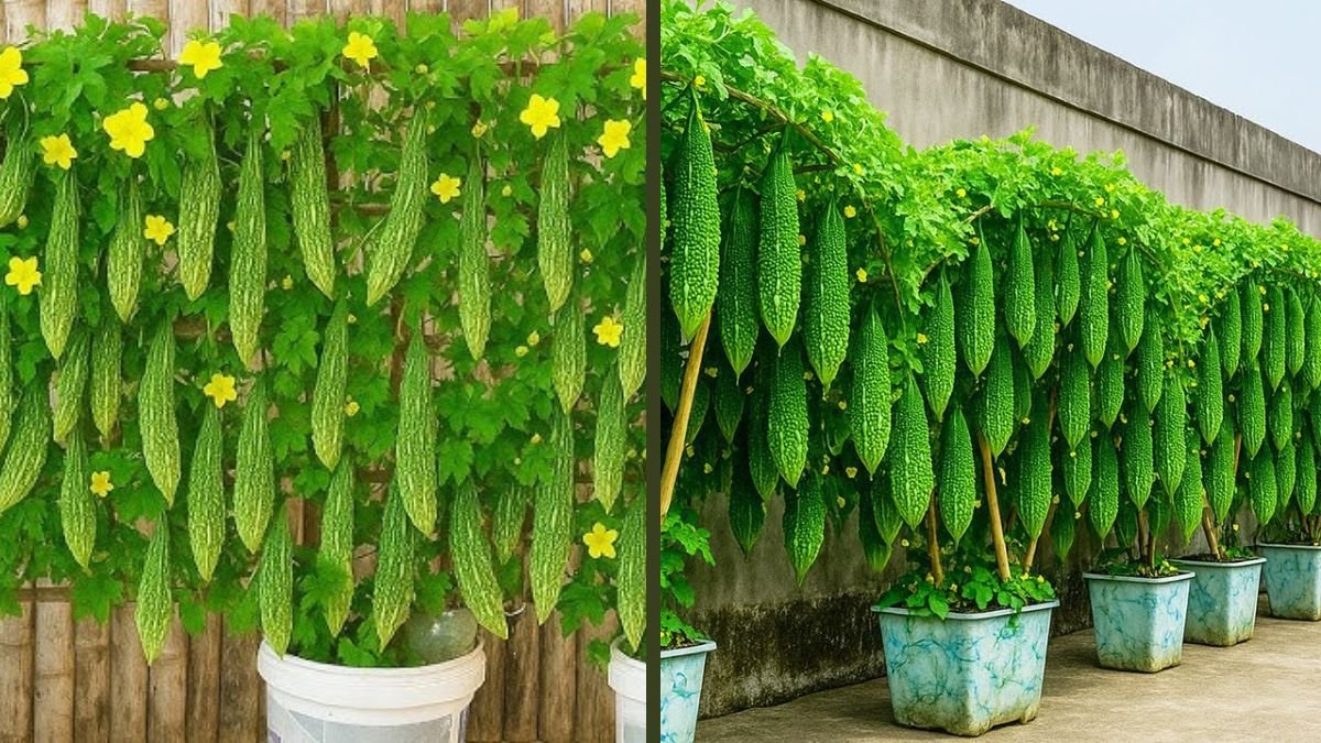 How to Grow Bitter Melon in a Paint Bucket Easily – High Yield Container Gardening Guide