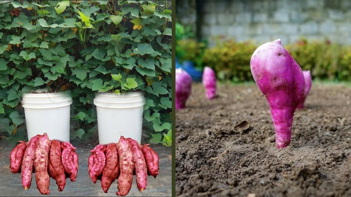 No Dig Satisfying Harvest: Growing Sweet Potato Garden Easily at Home