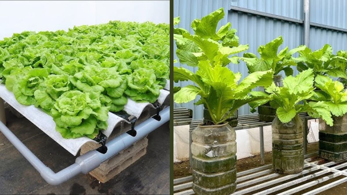 New Method of Growing Vegetables Without Soil and Without Irrigation | Simple ASMR Gardening Technique