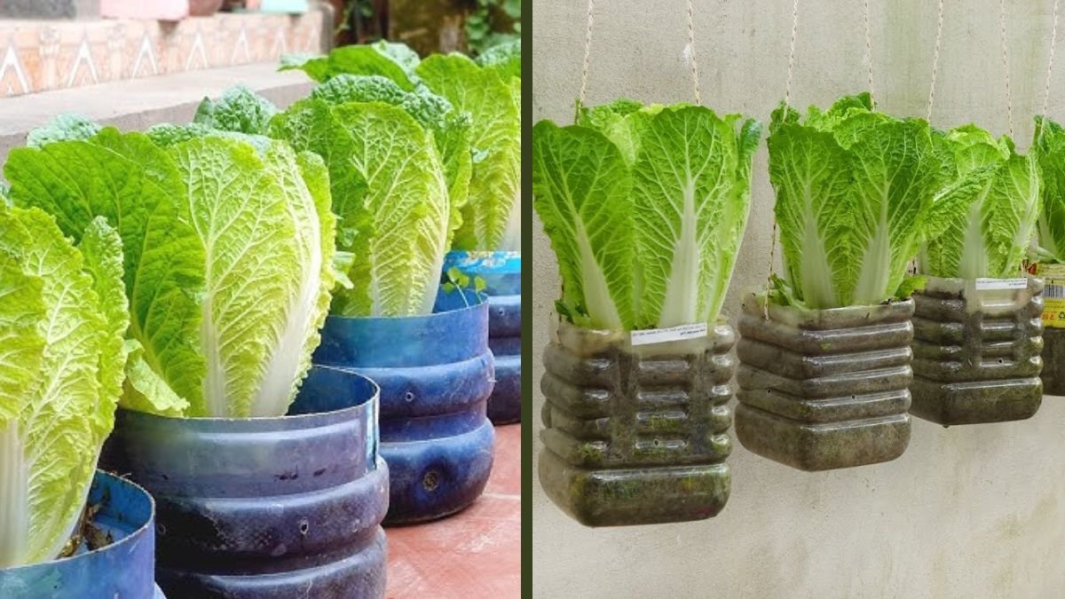 From Planting to Plate: Growing and Cooking Delicious Napa Cabbage at Home | Complete Home Guide