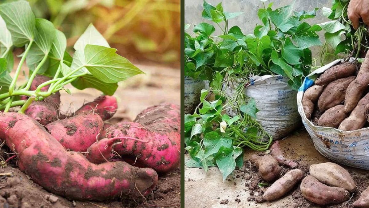 120 Days Of Growing And Harvesting Sweet Potatoes From Tubers | Large Yield Step-By-Step Guide