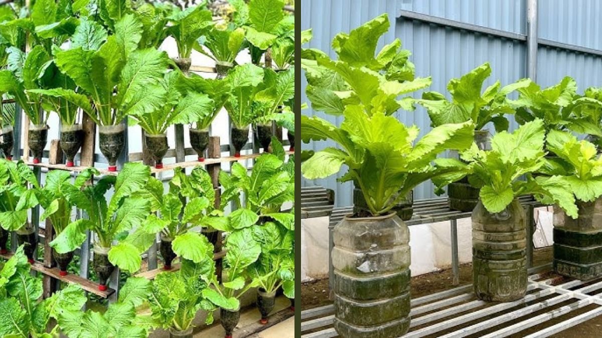 INCREDIBLE Space-Saving DIY Edible Garden Ideas From Plastic | Grow More  Food In Small Spaces - Bhajanpura Market, image size:1200x675