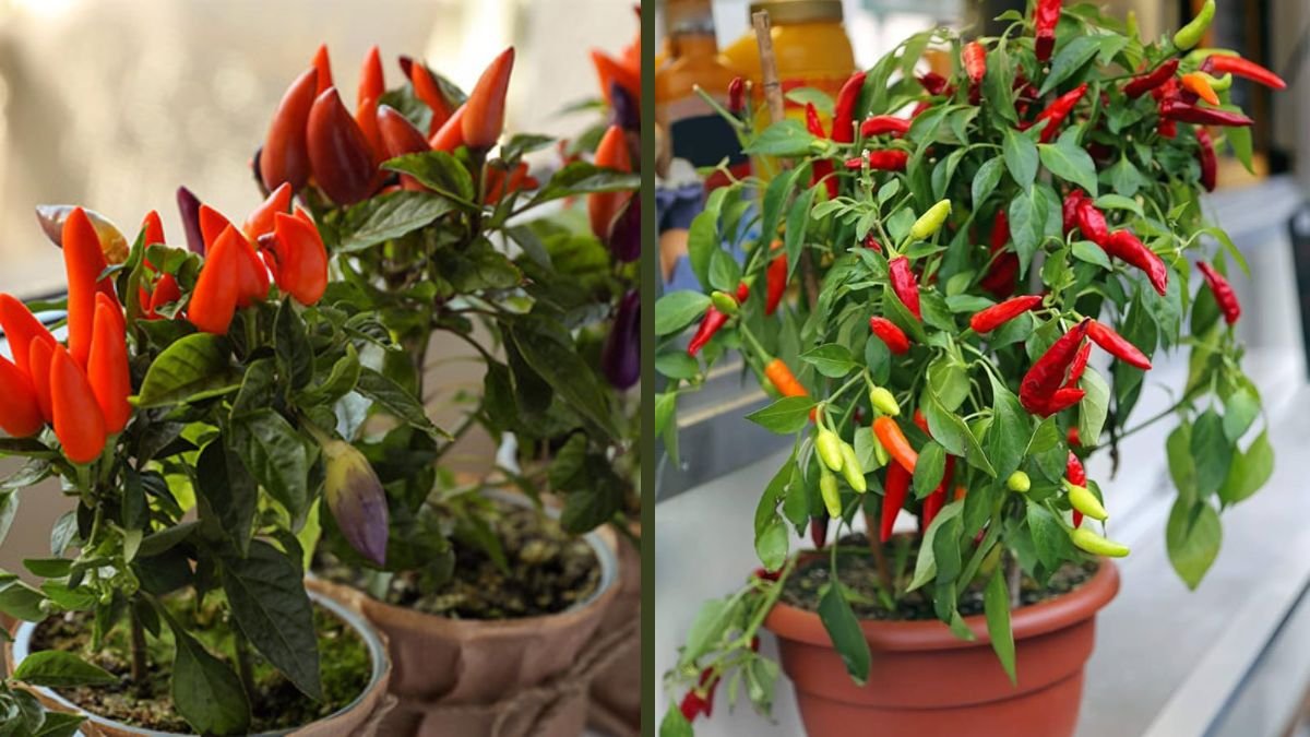 How to Grow Extremely Spicy Chili at Home: Powerful Techniques for Fruits Sprouting Everywhere
