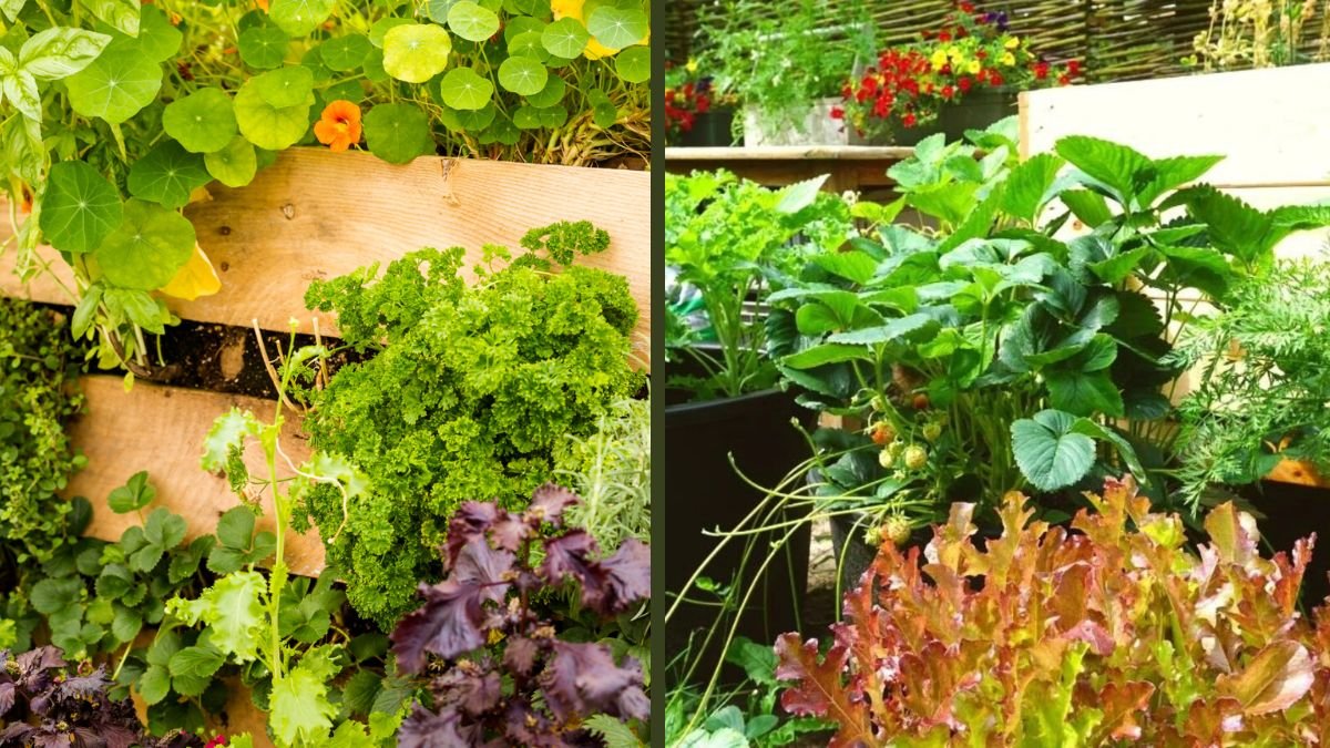 Vertical Garden Guide: How to Prepare the Best Soil for Growing Vegetables Successfully