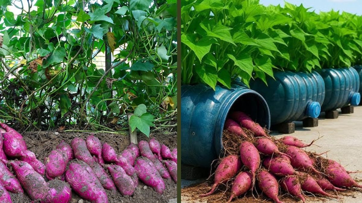 Revolutionary Technique: Growing Sweet Potatoes Vertically | Maximized Tuber Yield With Minimal Space