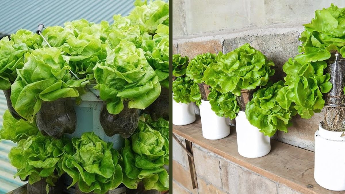 Grow Fresh, Crisp Lettuce in Plastic Tubs Easily – No Garden Needed!