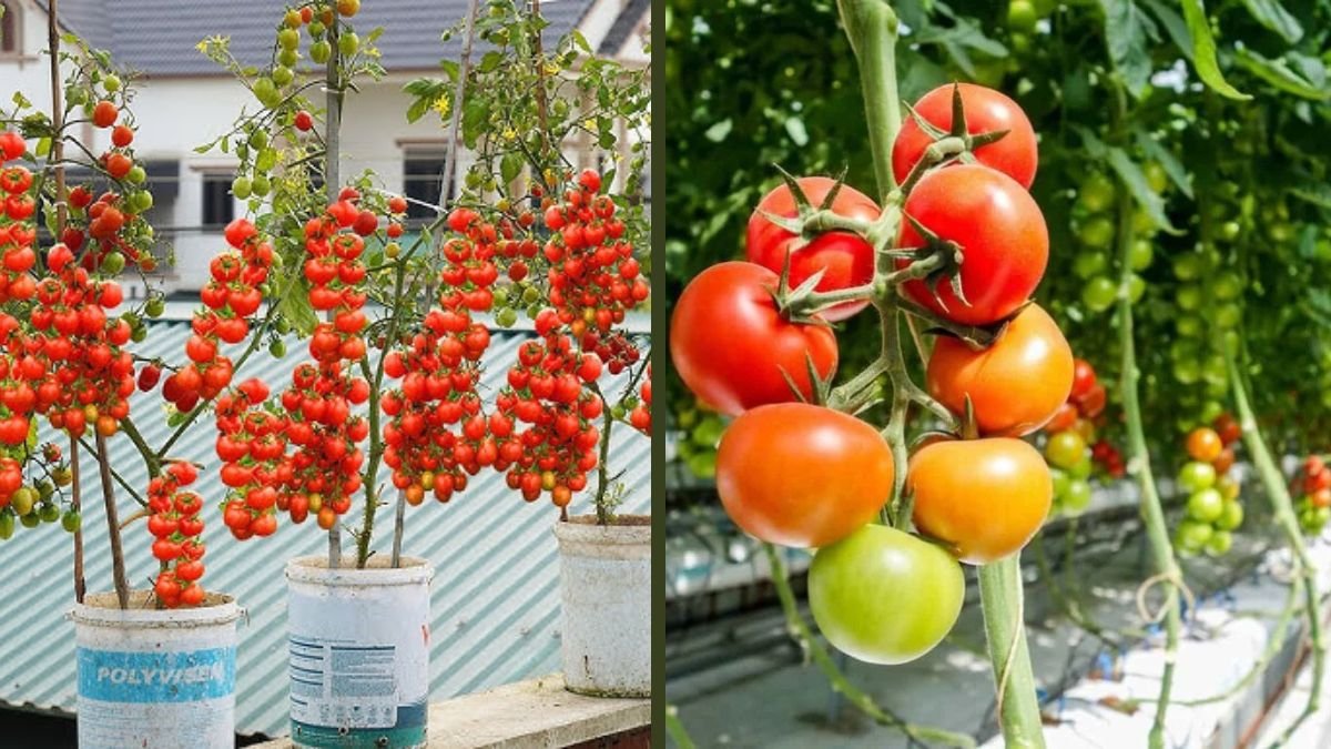 How to Grow High-Yield Tomatoes in Vertical Bottle Gardens – Space-Saving Miracle