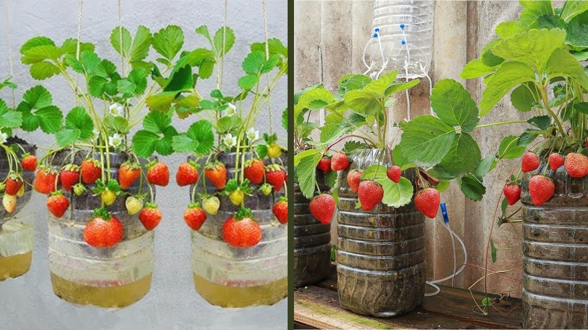 Grow Strawberries Easily in Recycled Plastic Bottle Gardens – High Yield Method for Home Growers