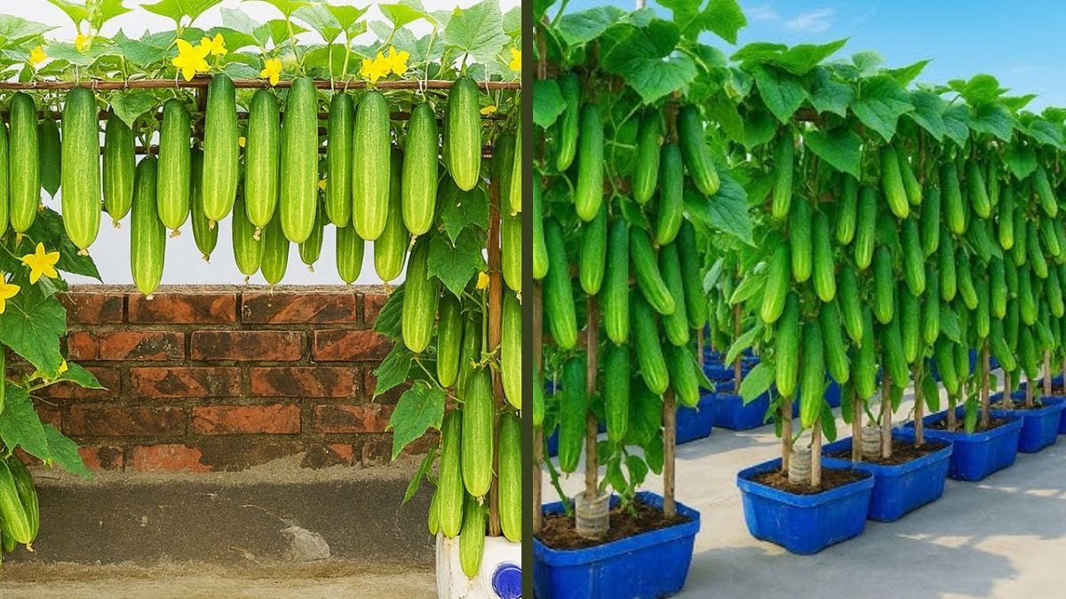 Grow Giant Cucumbers in Tubs with Huge Harvests – Easy High-Yield Container Gardening Method