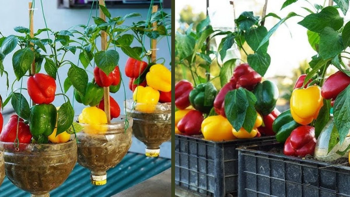 How to Grow Delicious Bell Peppers on a Balcony | Complete Home Guide from the US