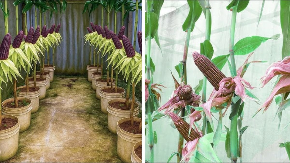 Experimenting with Growing Corn in a Bucket – The Unexpected Happens