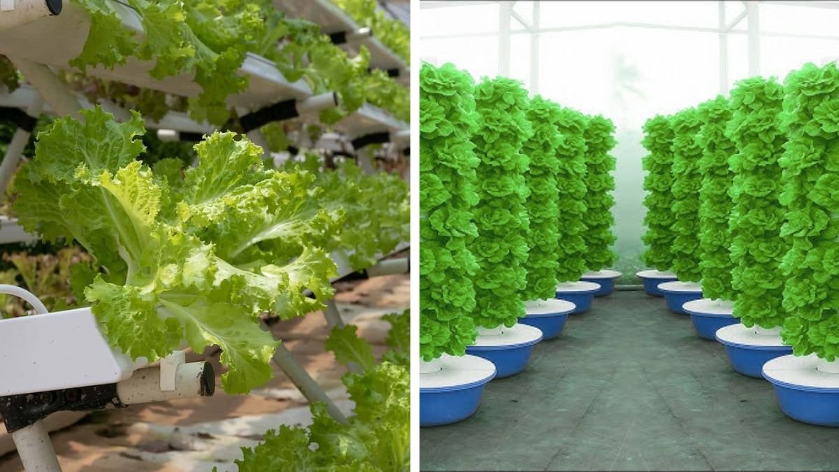 What’s Special About Automatic Hydroponics at Home – No Need to Take Care
