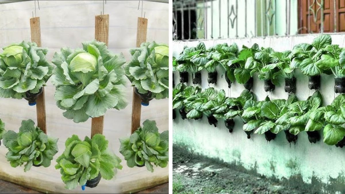 No Soil, No Space: Vertical Vegetable Growing Ideas Right at Home