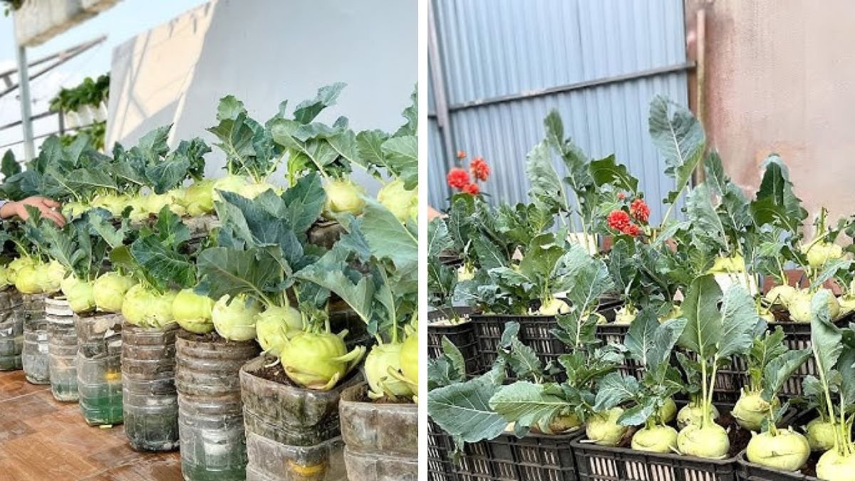 Unbelievable: I Grew a Whole Garden of Kohlrabi on My Wall