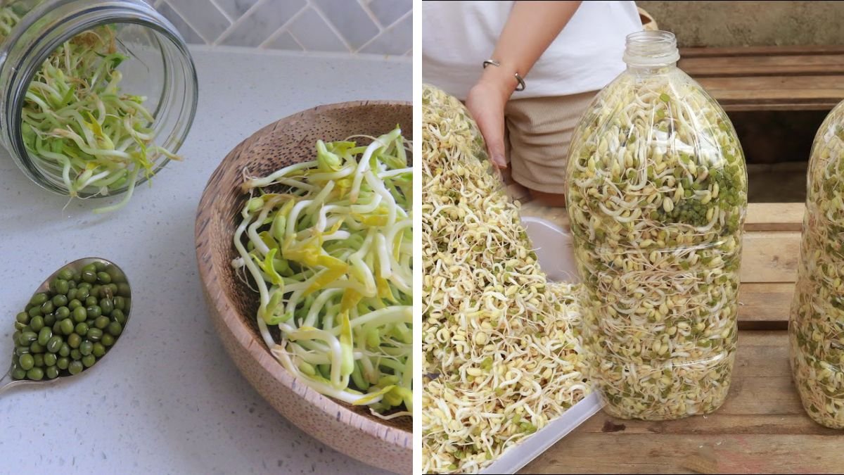 Easy for Everyone to Do: Great Bean Sprouts Making Tips at Home