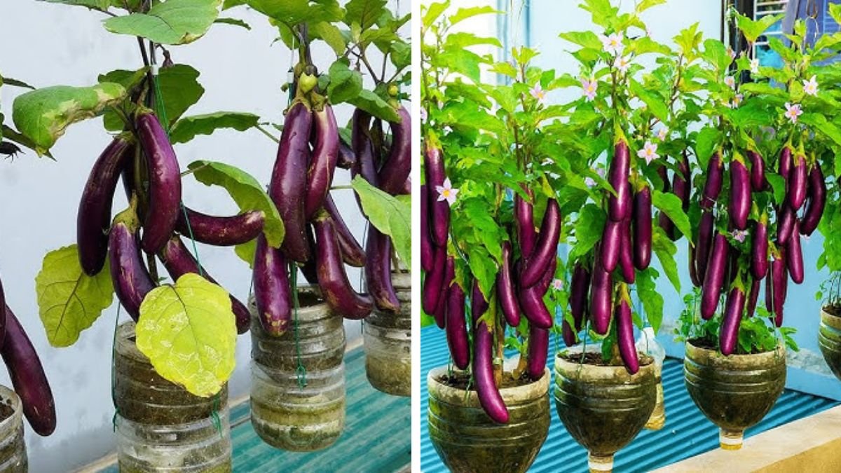 It’s Surprising: Using Kitchen Waste to Grow Eggplant Produces an Abundant Harvest