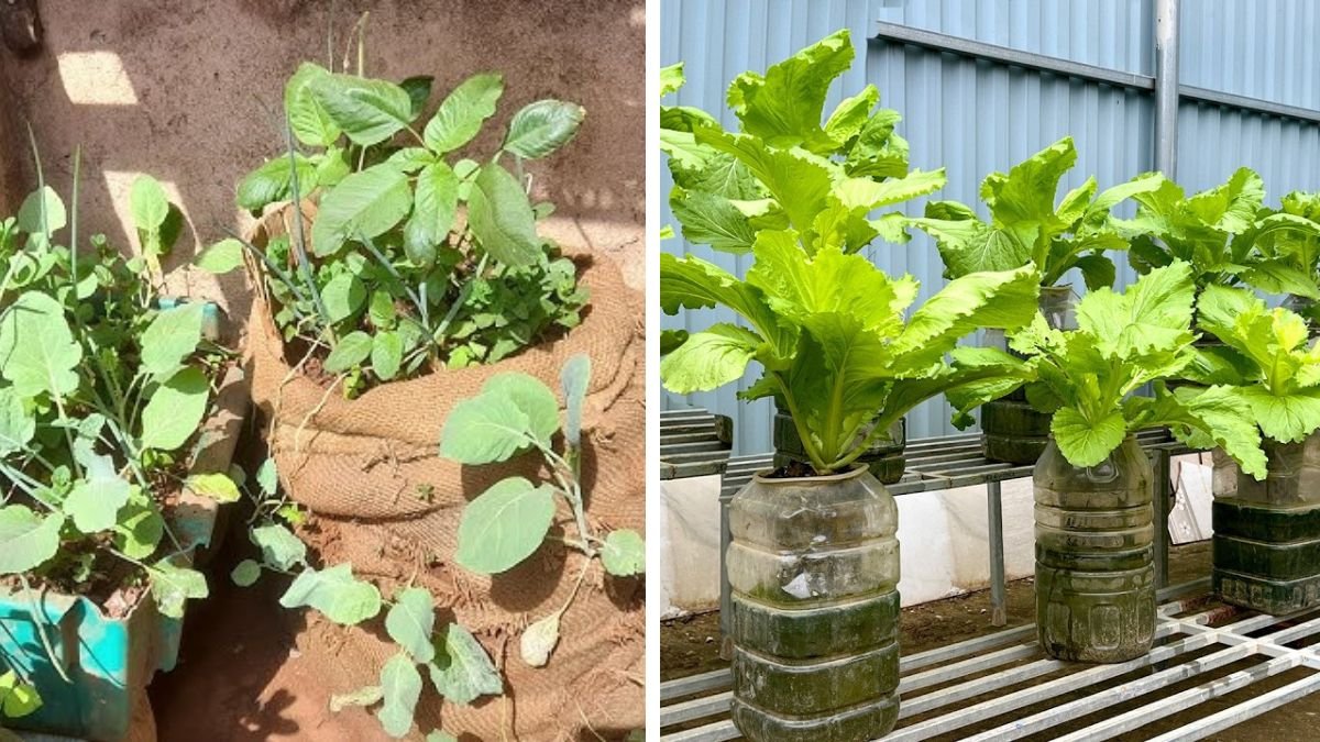 Unbelievable! No Garden, Self-Watering Method Produces Big Plants with Massive Yields at Home