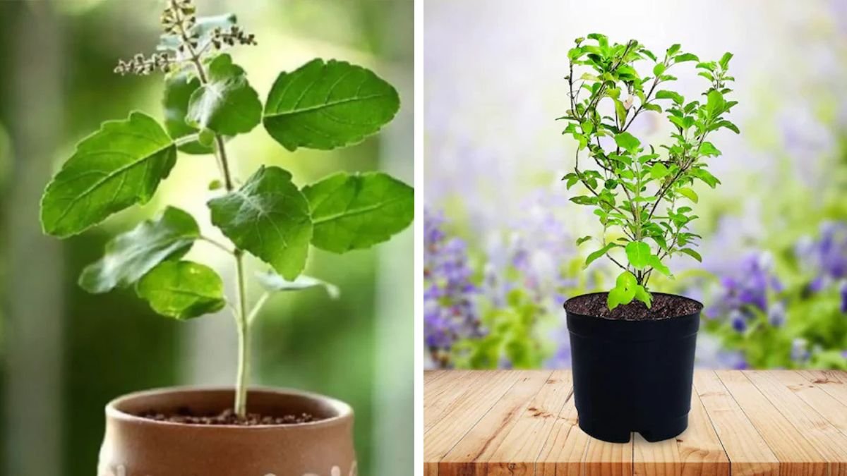 How to Grow a Lush and Dense Tulsi Plant for Maximum Health Benefits