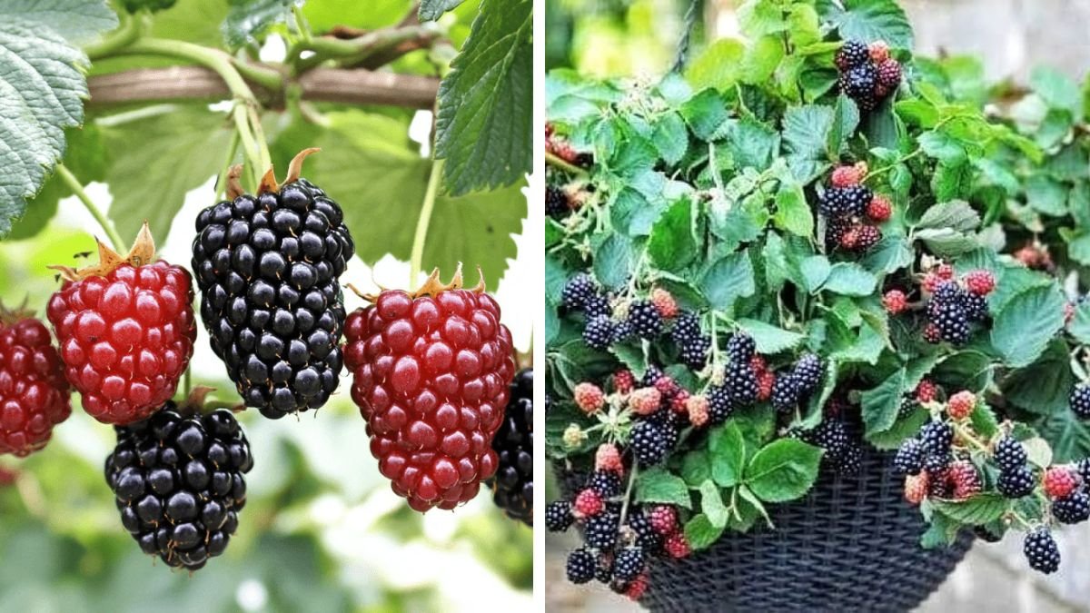 The Ultimate Guide to Growing Hardy Blackberry Bushes Using Organic Methods and Sustainable Practices