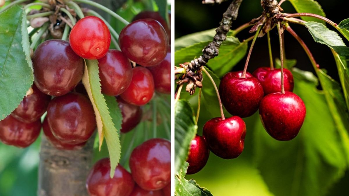 The Ultimate Guide to Creating the Perfect Soil Mix for Cherry Trees