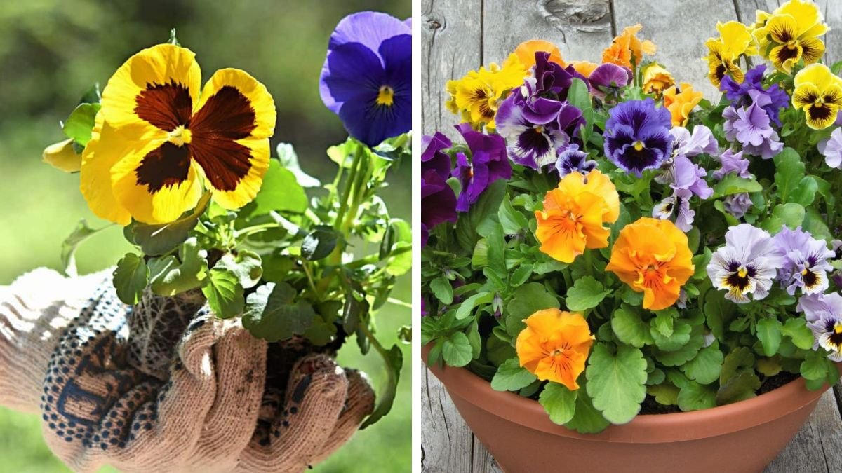 Easy Guide to Growing Pansies Successfully Without the Risk of Damping Off