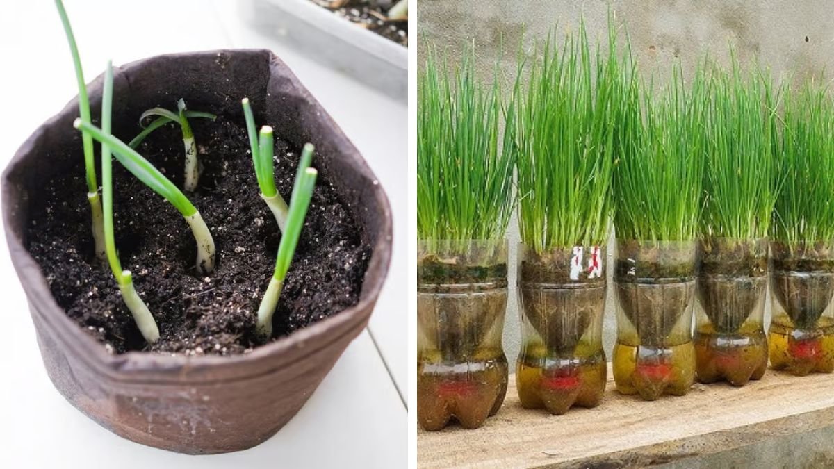 Easy Hack to Grow Onion Greens in Water Using Recycled Containers