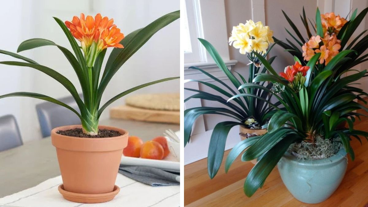 Discover the Best Techniques for Successfully Growing Clivia Indoors in Low Light Conditions