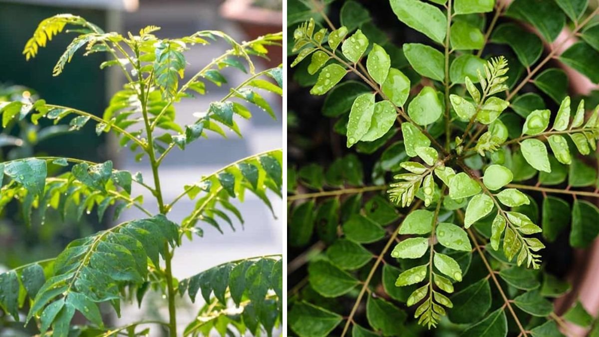 How to Successfully Grow a Thriving Curry Leaf Tree from a Mature Stem with Simple Steps and Essential Tips