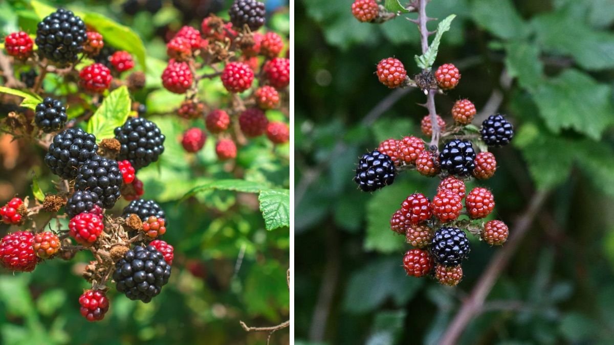 Easy Way to Grow Blackberries in Cold Regions for Maximum Yield and Flavor