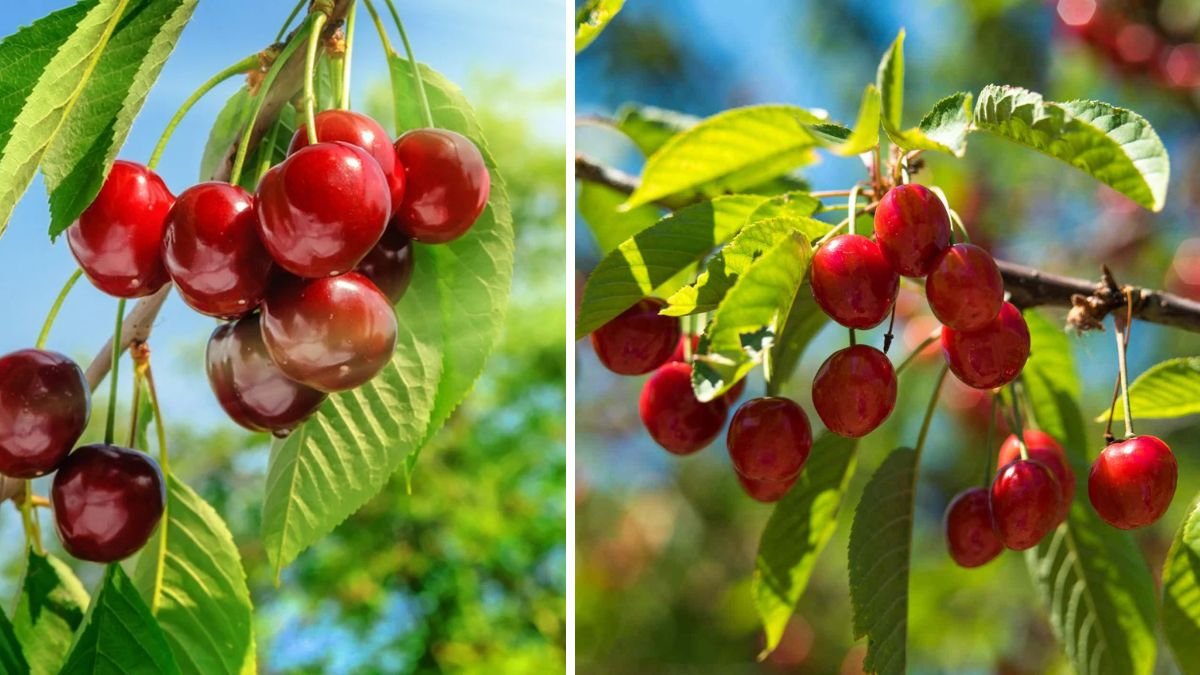 The Ultimate Guide to Growing Cherries on Your Balcony for Small Spaces