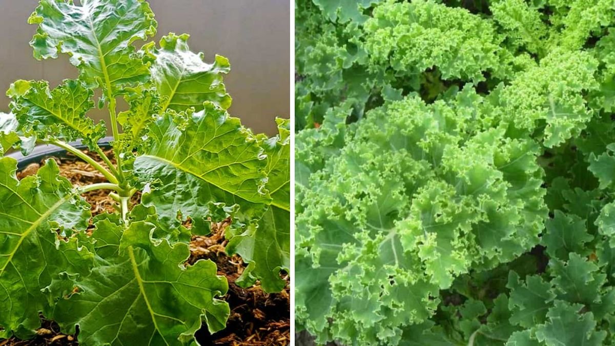 How to Cultivate Lush Kale Leaves in Record Time Using Simple Techniques