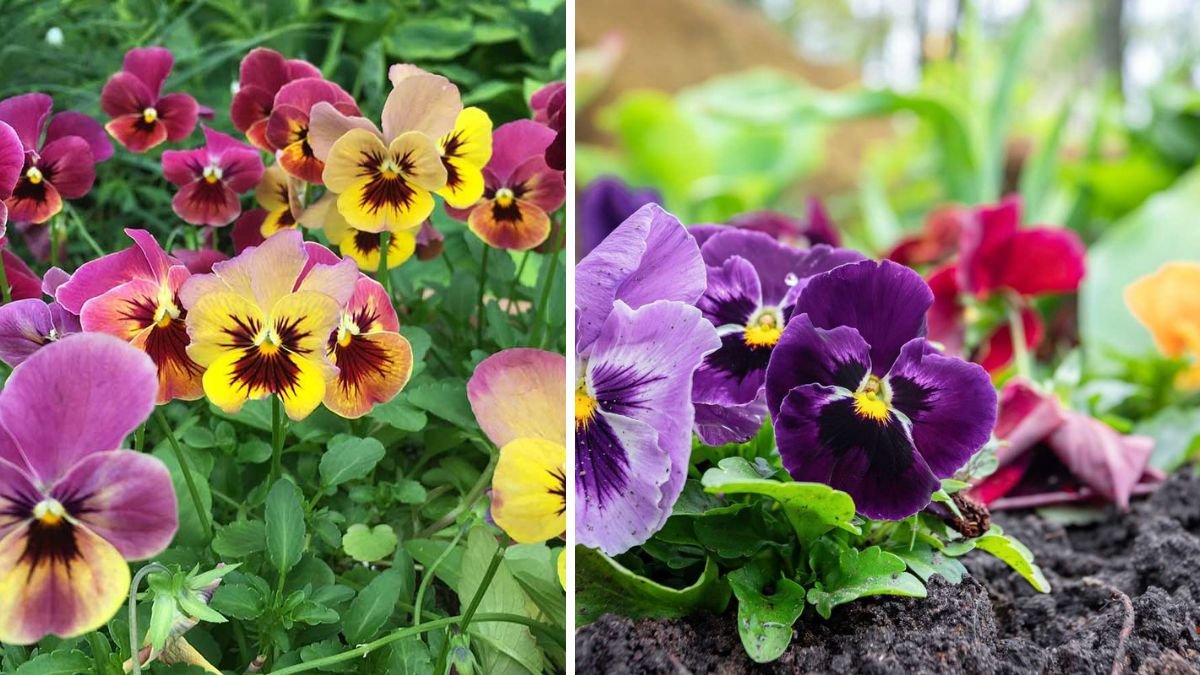 How to Successfully Grow Pansies for a Colorful Winter Balcony Garden