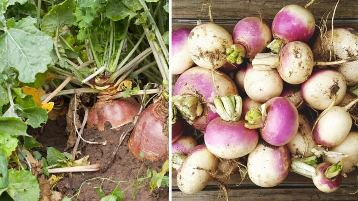 Secrets to Rapidly Grow Turnips for Quick Harvest Success