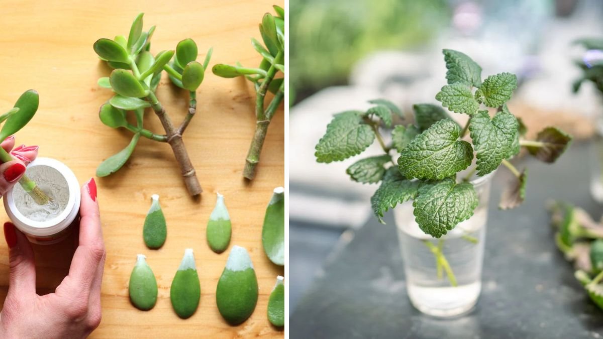 Discover Natural Techniques to Enhance Root Growth in Your Plant Cuttings