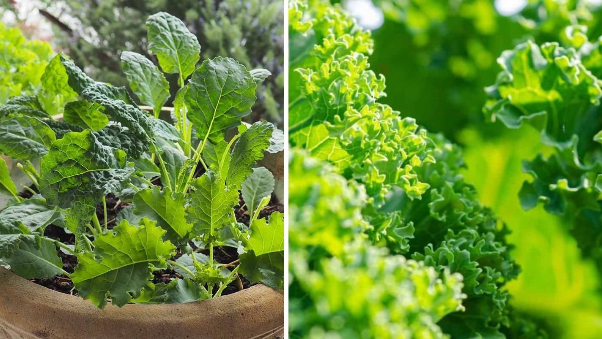 Discover the Most Effective Techniques for Growing Kale Indoors All Year Round