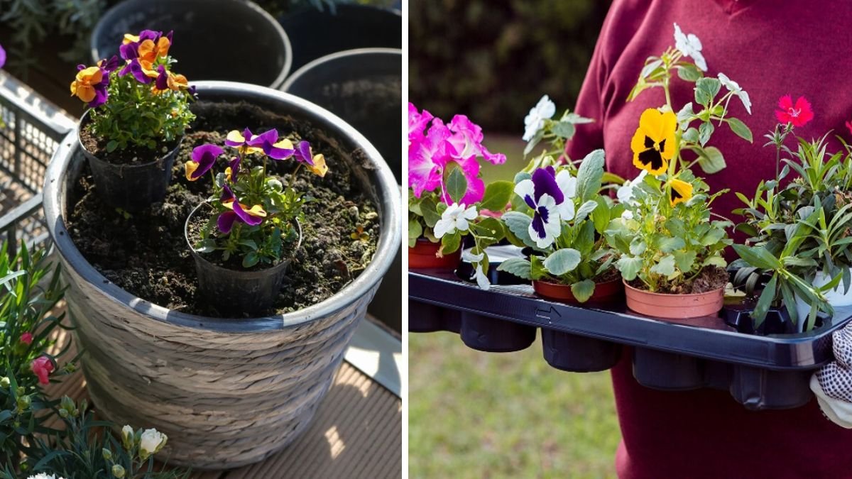 Best Methods to Successfully Grow Pansies from Seed for Beautiful Gardens
