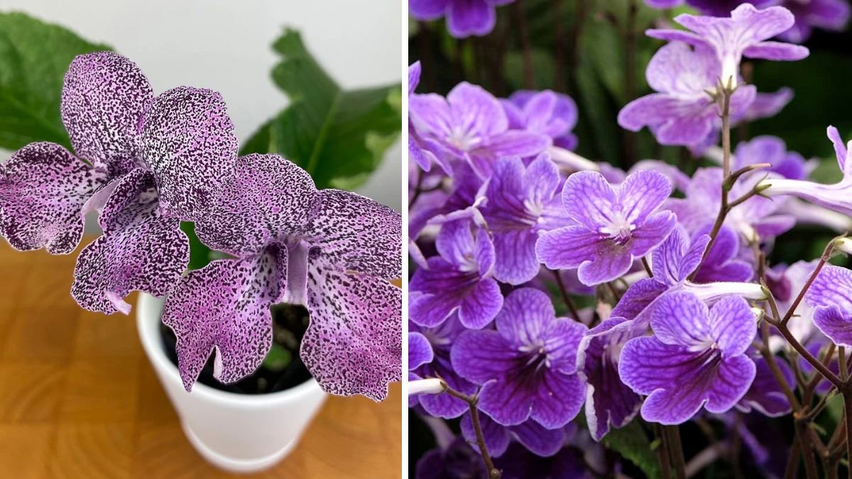 Simple Guide to Successfully Growing Streptocarpus in Shaded Areas with Minimal Effort