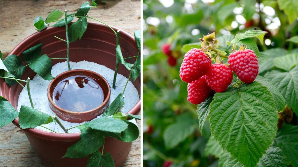 Easy Method to Grow Raspberries from Cuttings and Enjoy Delicious Berries in Your Garden