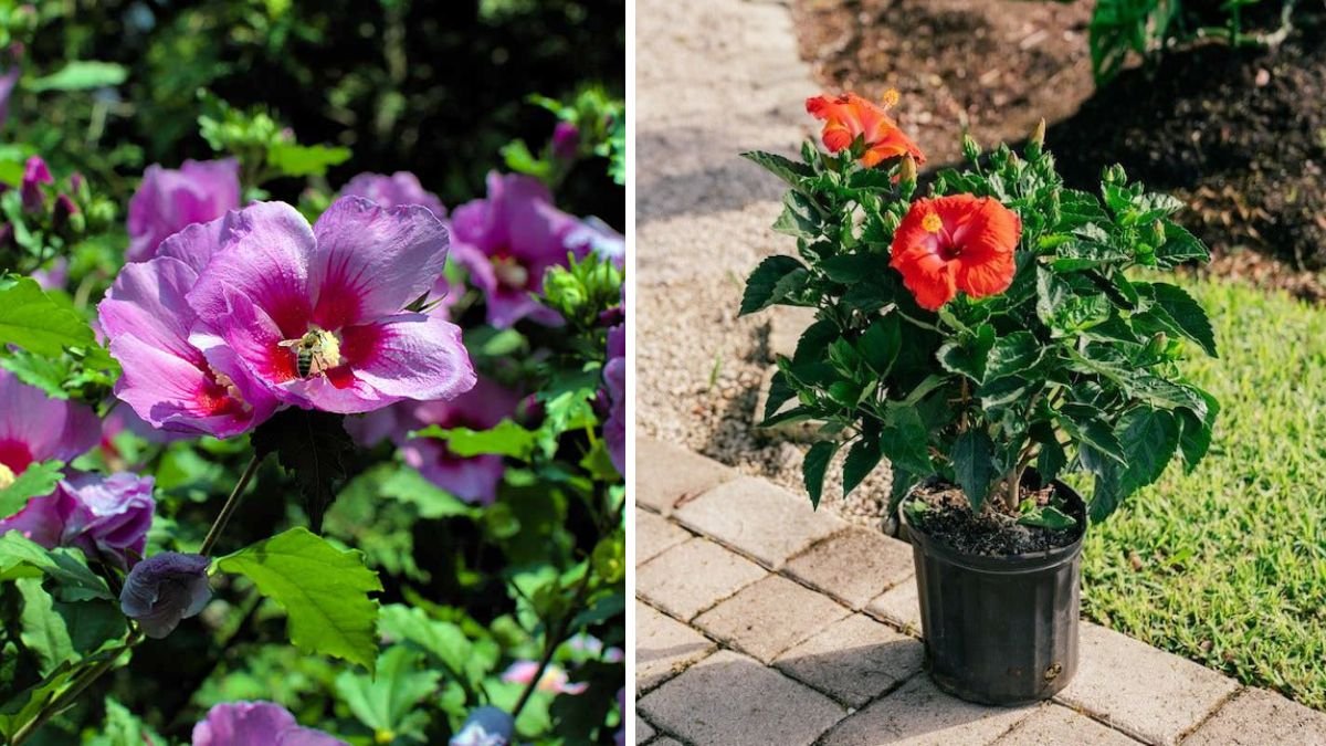 Rooting Hibiscus Cuttings in Natural Medium for Vibrant Garden Growth