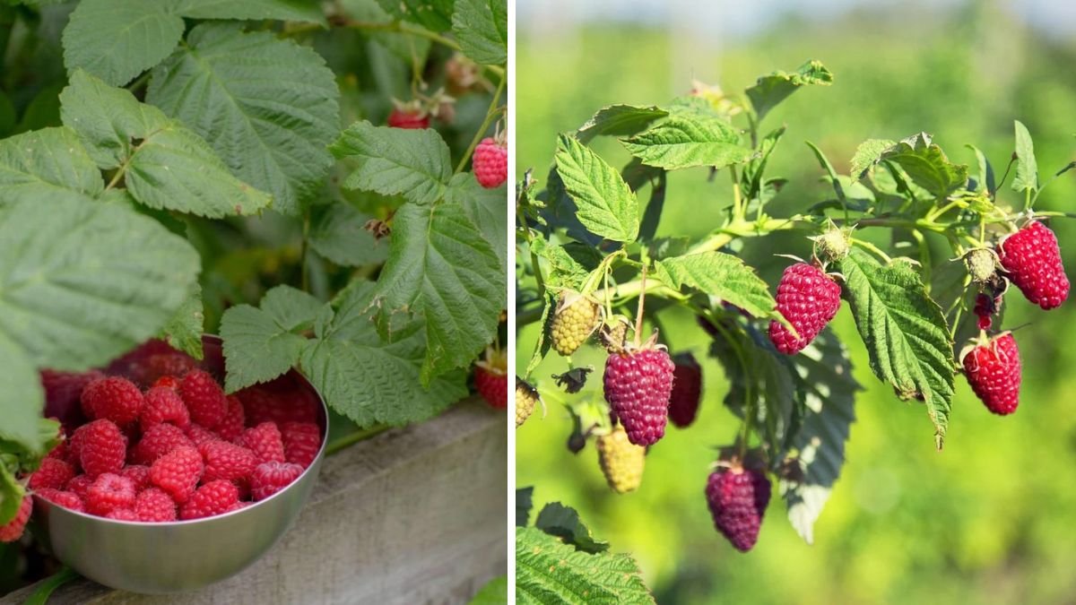 Easy Method to Grow Raspberries from Cuttings and Enjoy Delicious Berries in Your Garden