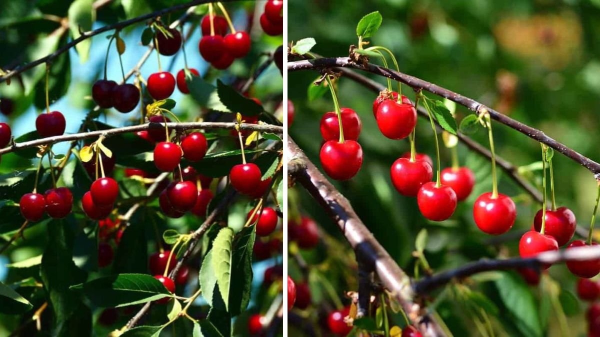 Secrets to Instant Cherry Production Your Guide to Fast Fruiting Techniques