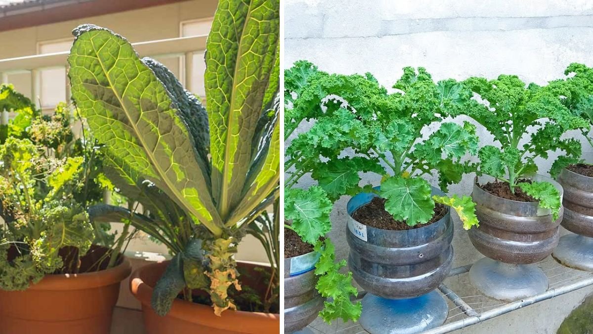 Discover the Simple Techniques for Successfully Growing Kale in Containers at Home
