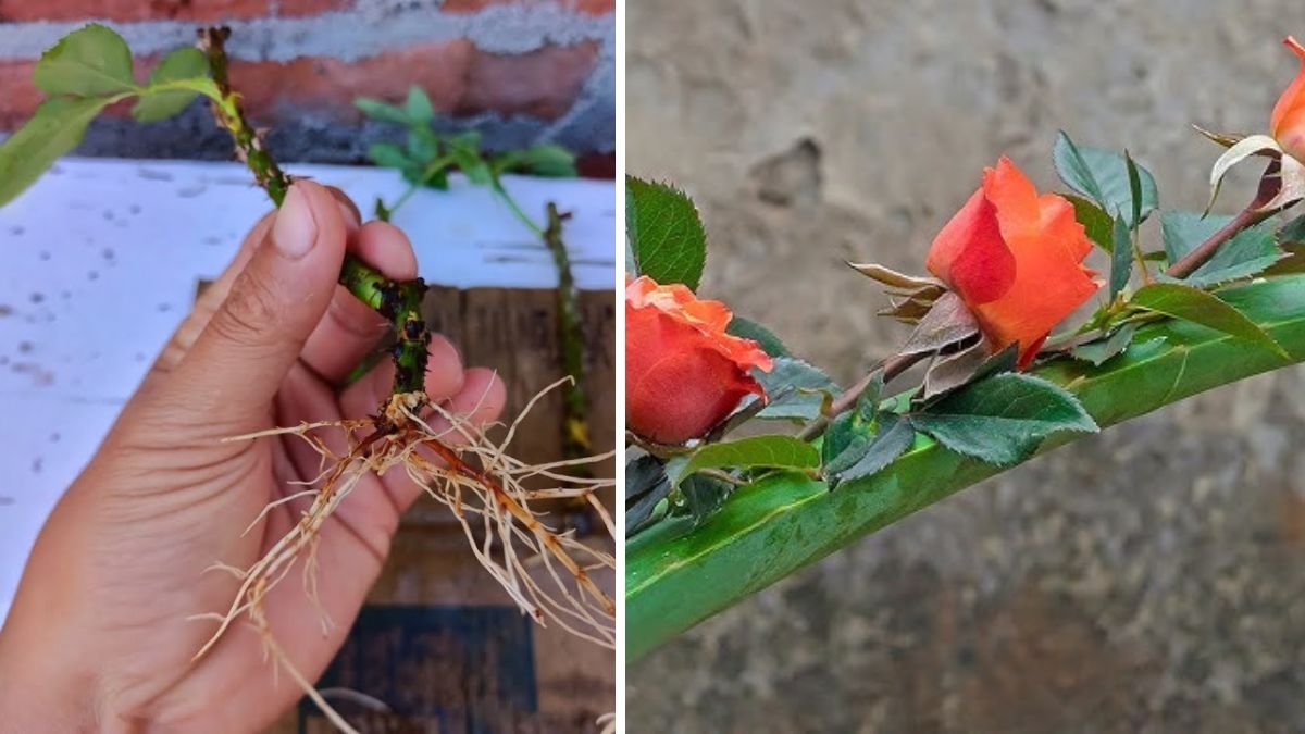The Comprehensive Guide to Organic Aloe Vera Method for Effective Rose Propagation