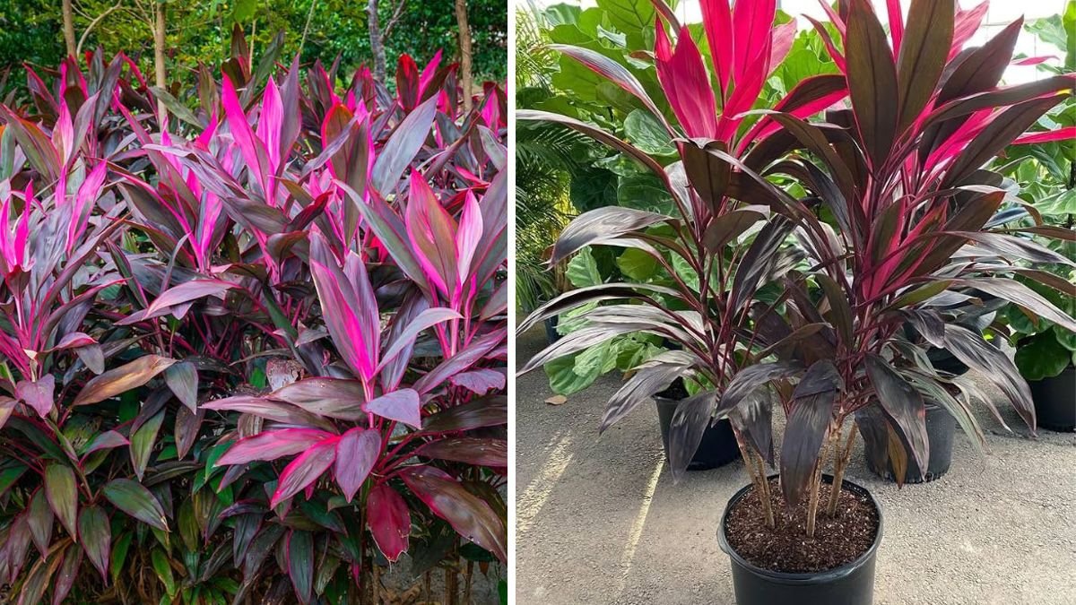 Best Techniques for Cultivating Ti Plants in Your Landscape for Vibrant Gardens